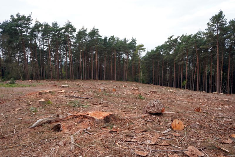 Undergrowth Removal in Houston, TX